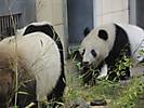 schoenbrunn 1ab