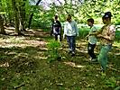 Wald