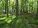 Wald