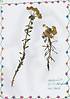 Herbarium 2b