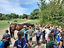 wildegg1