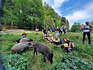 wildegg1